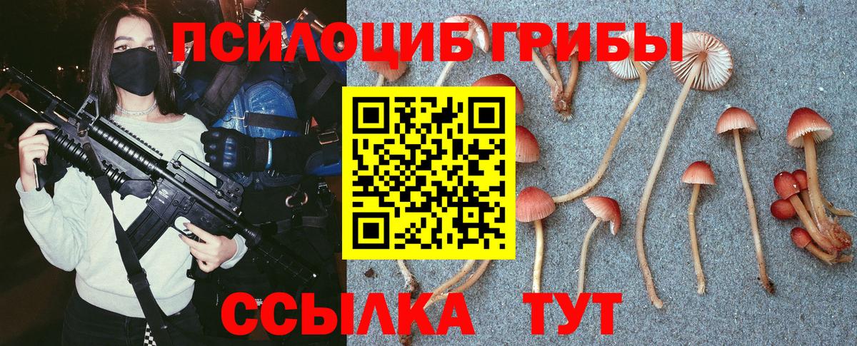 Кингисепп  Псилоцибиновые грибы Psilocybe  Вход с VPN 